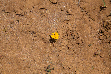 a lonely flower in the desert