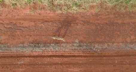Aerial view of a cheetah walking on the red soil road, the vibrant hues of the landscape creating a stunning contrast, Tumbeta Reserve, Thabazimbi, South Africa.