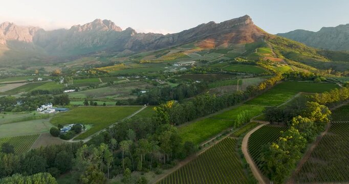 Aerial view of vineyards with lines of lush green crops contrasted against the backdrop of majestic mountains, Stellenbosch, Western Cape, South Africa.