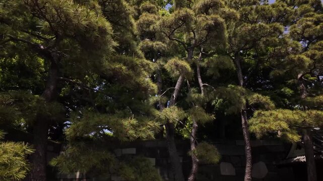 Japanese Red Pine Pinus densiflora native to East Asia used in Japanese garden bonsai