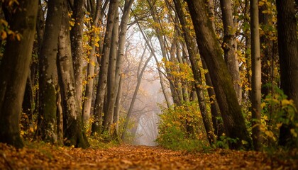 Obraz premium Autumn Forest Path with Misty Woods, and Nature.