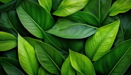 lush green leaves form vibrant natural background showcasing various shades and textures overlapping foliage creates sense of depth and tranquility perfect for nature themed designs