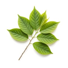 Fresh Green Leafy Branch Isolated on White