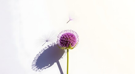 Vibrant Allium Flower with Dandelion Seeds and Long Shadow