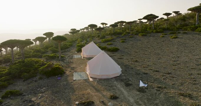 Aerial view of tents pitched among the unique Dragon Blood Trees, creating a serene glamping experience, Firmihin, Socotra, Yemen.
