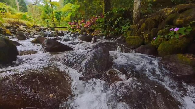 Water cascading down rocky steps in a green forest