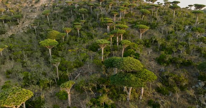 Aerial view of the Dragons Blood Tree Forest showing the unique trees scattered across the landscape, Firmihin, Socotra, Yemen.