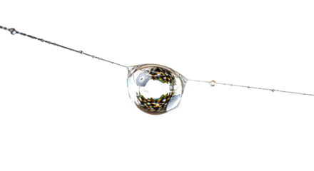 Macro shot of a water droplet on a spider web isolated on transparent background, showcasing the beauty of nature and intricate details