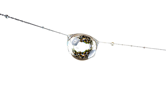 Macro shot of a water droplet on a spider web isolated on transparent background, showcasing the beauty of nature and intricate details