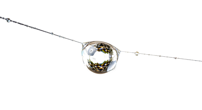 Macro shot of a water droplet on a spider web isolated on transparent background, showcasing the beauty of nature and intricate details