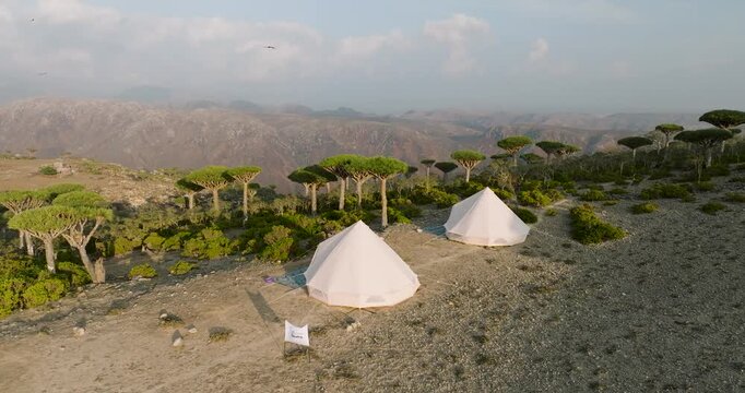 Aerial view of white tents nestled amid the unique Dragons Blood Trees, contrasting against the rugged terrain, Firmihin, Socotra, Yemen.