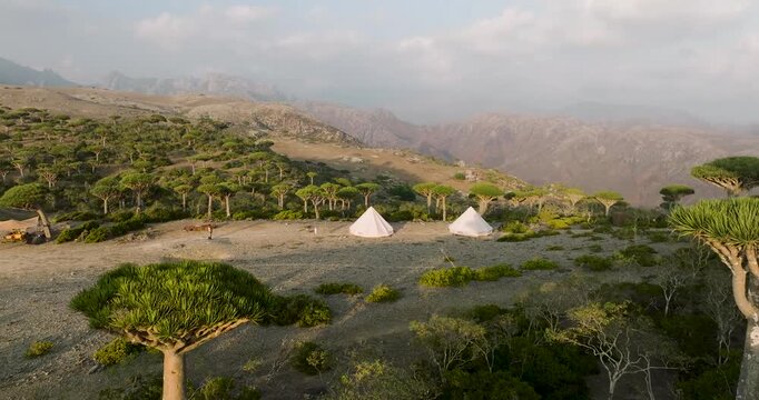 Aerial view of the unique Dragons Blood Tree Forest, a tapestry of green canopies against the rugged, mountainous terrain, Firmihin, Socotra, Yemen.