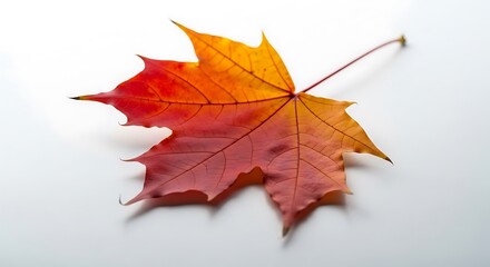 Vibrant maple leaf displaying transitional autumn colors on white surface