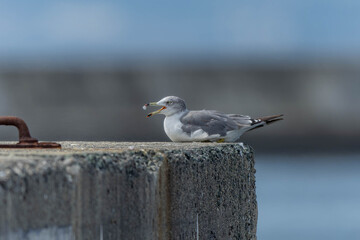 堤防の縁に座るウミネコ
