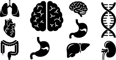 Black glyph icon set of human internal organs and dna helix for medical or educational use
