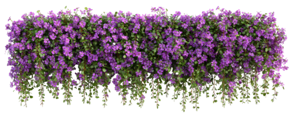 Dense, vibrant purple flowers cascading in a horizontal border