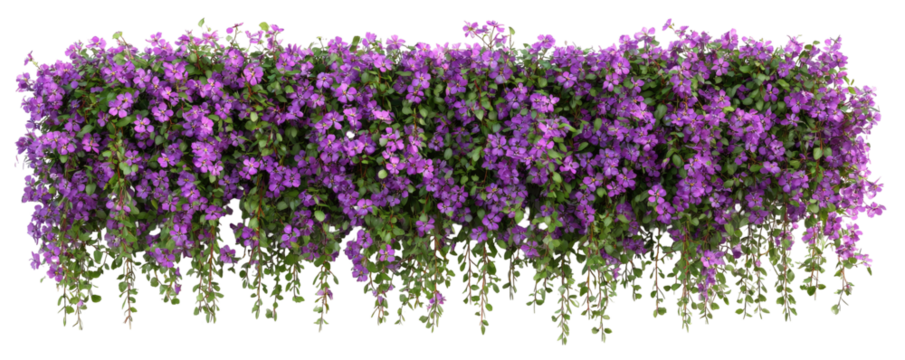 Dense, vibrant purple flowers cascading in a horizontal border
