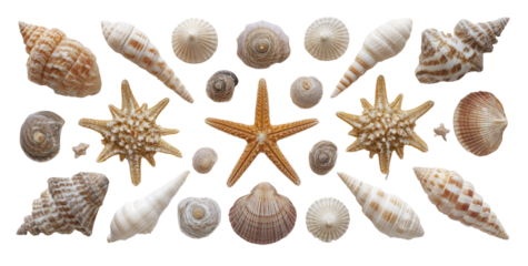 Sea shells and starfish arranged in a horizontal pattern.  Various shapes and colors