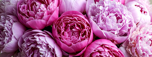 Obraz premium A close-up view of multiple peony flowers in various shades of pink and magenta, with soft, overlapping petals creating a luxurious, full texture.