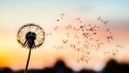 Naklejka premium Serenity in Nature A Majestic Sunset Over a Field of Dandelions, Creating a Peaceful Atmosphere