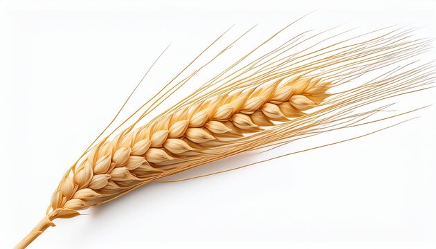 ear of wheat spikelet isolated on transparent or white background