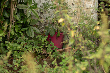 Pink plastic bucket hidden among overgrown plants near an old stone wall.