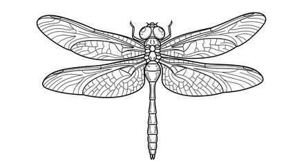 Detailed Dragonfly Illustration with Intricate Wing Vein Patterns