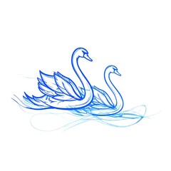 Fototapeta premium Two swans gracefully gliding on water