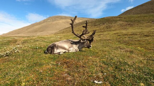 Reinder in the wild field in greenland - video 4k