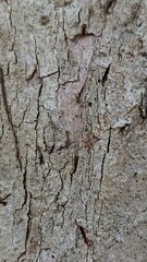 Close-Up Texture of Tree Bark with Natural Cracks