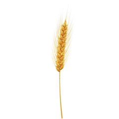 Single Golden Wheat Ear Isolated on White Background PNG