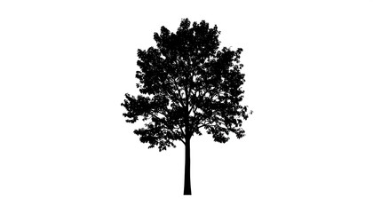 A solitary tree silhouette, sharply defined against a pure white background.