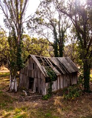 Decaying wooden cabin in a forest