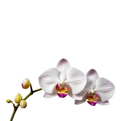 White Orchid with Buds ,orchid on white background