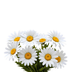 daisies isolated on white ,White Daisies, Yellow Centers, Floral Bunch, Clean Background