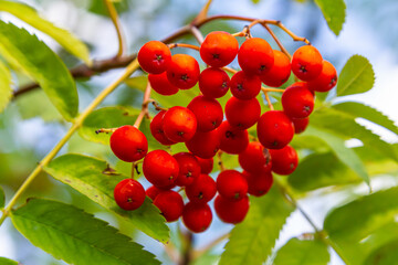 A bunch of red rowan berries on a tree