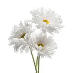 Fototapeta premium White daisies bouquet closeup isolated