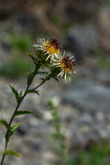 Carlina biebersteinii plant at field at nature. Carlina vulgaris or Carline thistle, family Asteraceae Compositae. Carlina corymbosa