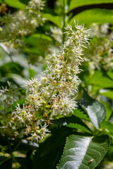 Wild cucumber, Echinocystis lobata white flowers closeup selective focus