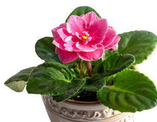  Blooming Potted Garden Flower PNG