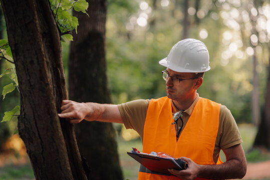 Forestry engineer inspecting trees in a forest for pests and diseases