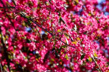red crab apple blossoming in evening light. beautiful nature background in spring
