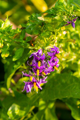 Fototapeta premium Bittersweet nightshade Solanum dulcamara flowers and buds with leaves. Place for text