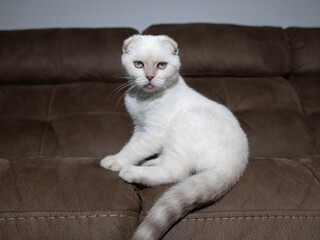 Portrait of a Scottish Fold Blue Point Kitten on a brown leather sofa in the background, highlighting her expressive face and adorable behavior.