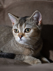 Fototapeta premium Portrait of a Scottish Straight Golden Shaded Chinchilla kitten on a brown leather sofa in the background, highlighting her expressive face and adorable behavior. 