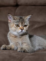 Obraz premium Portrait of a Scottish Straight Golden Shaded Chinchilla kitten on a brown leather sofa in the background, highlighting her expressive face and adorable behavior. 