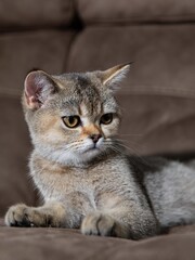 Portrait of a Scottish Straight Golden Shaded Chinchilla kitten on a brown leather sofa in the background, highlighting her expressive face and adorable behavior.  