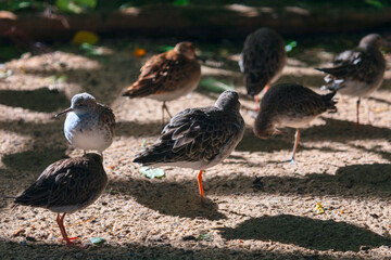 Small group of sandpipers stand resting on a sun dappled sandy ground, some with heads tucked under wings. Soft shadows and patches of light create a tranquil scene among the birds