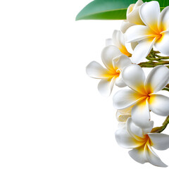 Fototapeta premium White plumeria flowers against black background