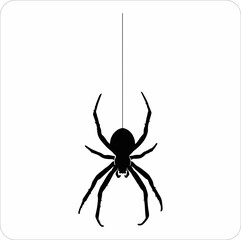 spider on a white background